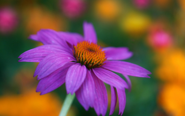 Purple flower yellow center blurry #2 free wallpaper for desktop - medium preview image