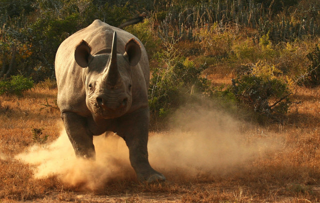 Rhino running field dust back free wallpaper for desktop - medium preview image