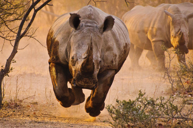 Rhino running dusty field background free wallpaper for desktop - medium preview image