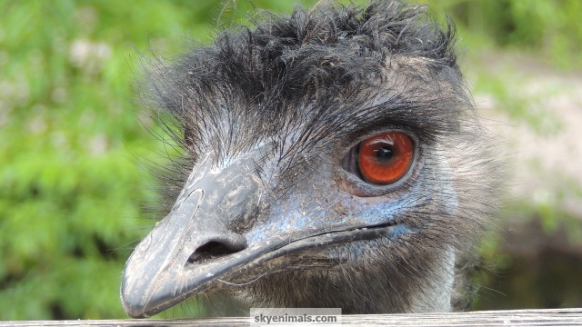Ostrich red eye fence post free wallpaper for desktop - medium preview image