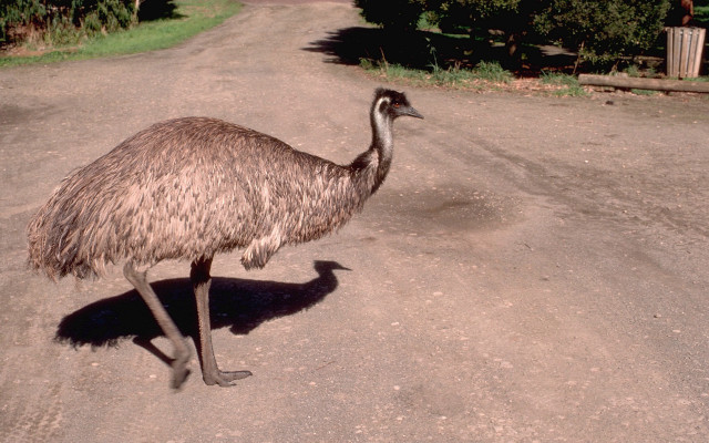 Ostrich walking dirtroad daytime headside free wallpaper for desktop - medium preview image