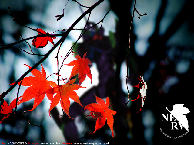 Tree branch red leaves autumn free wallpaper for desktop - medium preview image