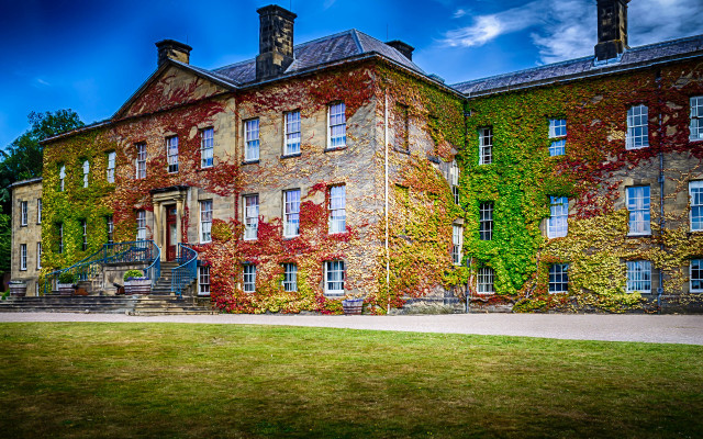 Large building windows ivy grassy free wallpaper for desktop - medium preview image