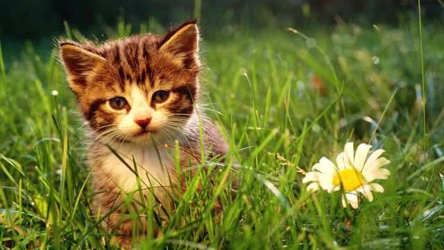 Kitten grass flower blurry background #2 free wallpaper for desktop - medium preview image