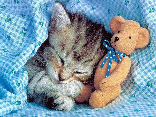 Kitten sleeping teddy bear bed free wallpaper for desktop - medium preview image