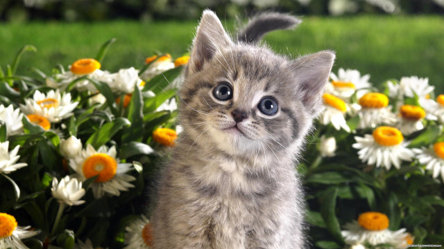 Kitten surprised flowers bunch standing free wallpaper for desktop - medium preview image