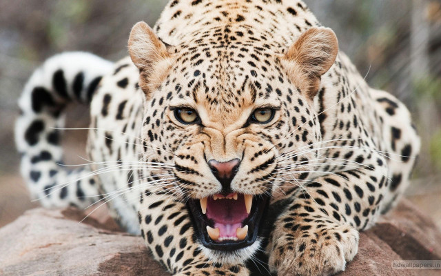 Leopard mouth open teeth wide #5 free wallpaper for desktop - medium preview image