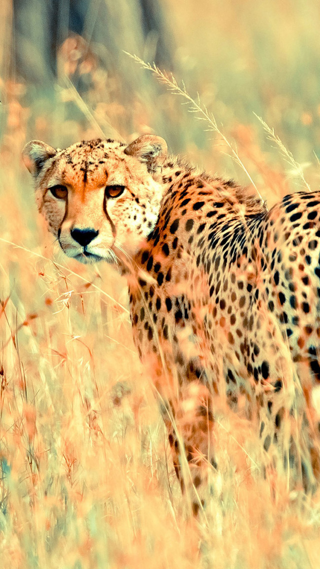 Cheetah walking field tall grass free wallpaper for mobile - medium preview image