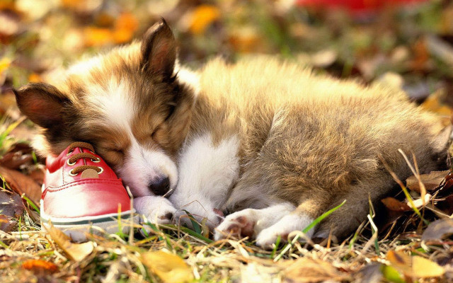 Small dog leaves shoe autumn free wallpaper for desktop - medium preview image