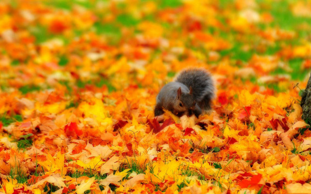 Squirrel field leaves grass tree free wallpaper for desktop - medium preview image
