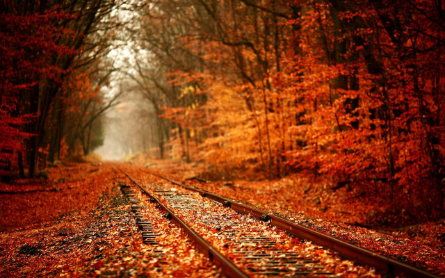 Train forest leaves light autumn free wallpaper for desktop - medium preview image