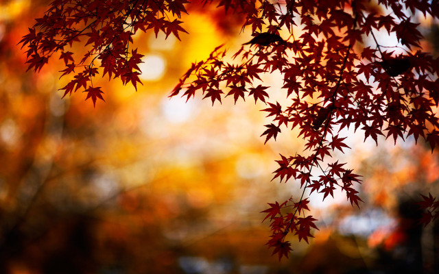 Red leaves fall tree blurry #2 free wallpaper for desktop - medium preview image