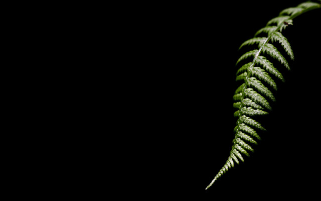 Green fern leaf black background free wallpaper for desktop - medium preview image