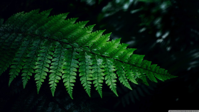 Green leaf macro forest nature free wallpaper for desktop - medium preview image