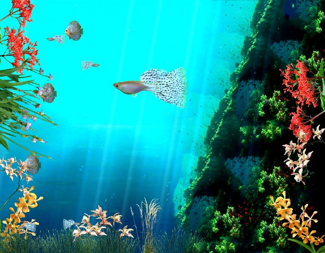 Marine life reef underwater erin free wallpaper for desktop - medium preview image