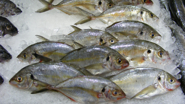 Fish ice cubes pile table free wallpaper for desktop - medium preview image