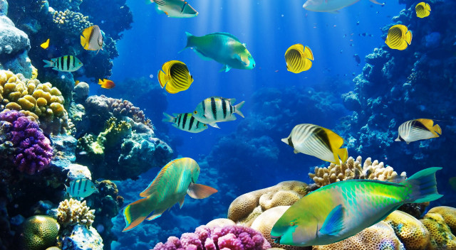 Large aquarium different fish sunbeam free wallpaper for desktop - medium preview image