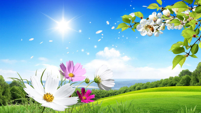 Flowers field blue sky sun free wallpaper for desktop - medium preview image