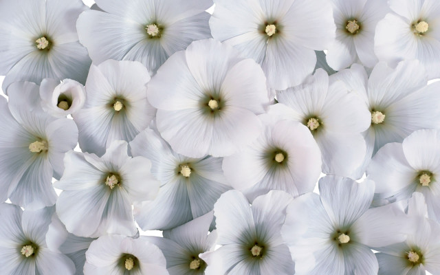 White flowers green centers white free wallpaper for desktop - medium preview image