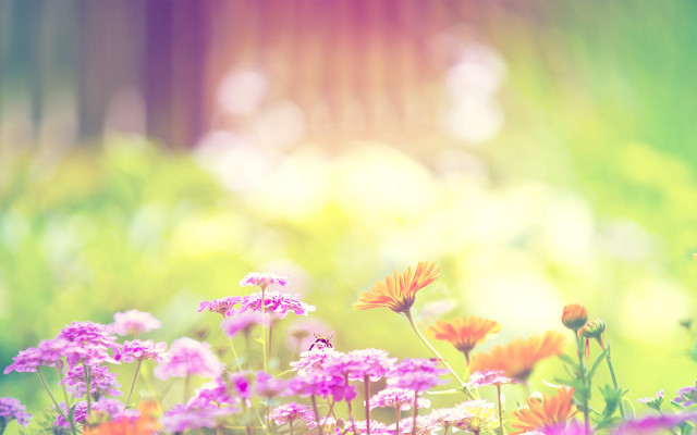 Field of flowers blurry background free wallpaper for desktop - medium preview image