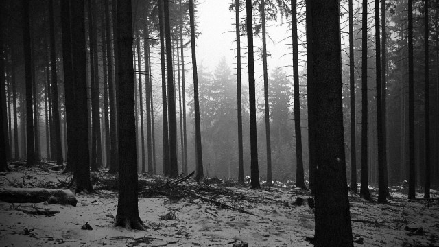 Forest tall trees snow fog free wallpaper for desktop - medium preview image