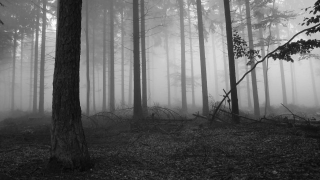 Forest trees fog black white #2 free wallpaper for desktop - medium preview image