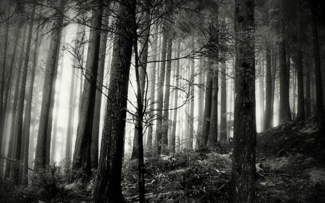 Black white forest fog trail #2 free wallpaper for desktop - medium preview image