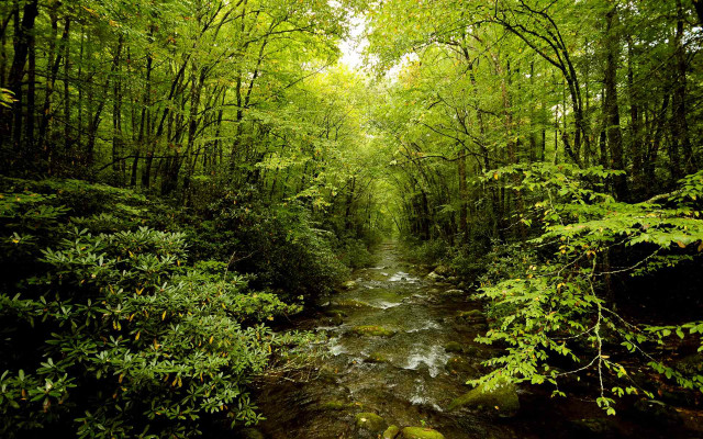 Lush green forest stream path free wallpaper for desktop - medium preview image