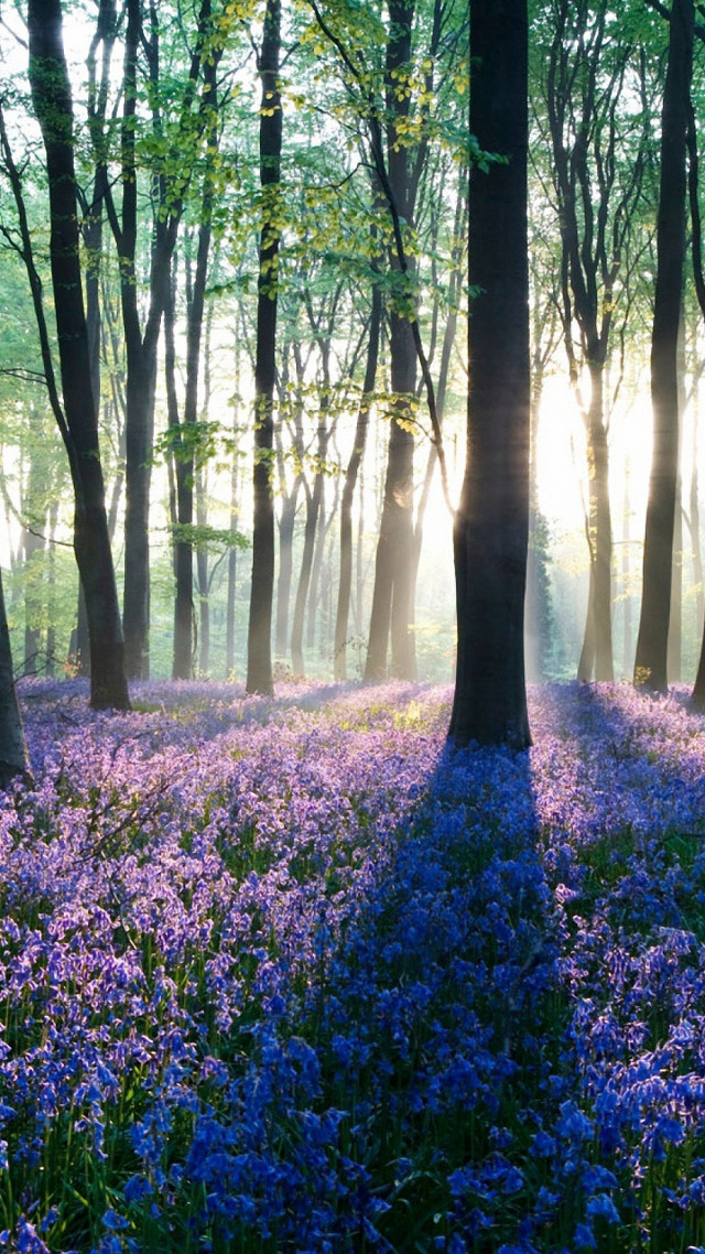 Purple flowers sunlight forest trees free wallpaper for mobile - medium preview image