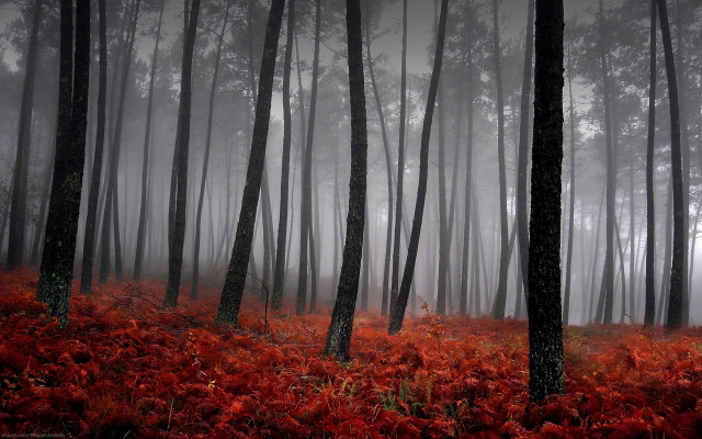 Foggy forest autumn leaves magic #2 free wallpaper for desktop - medium preview image