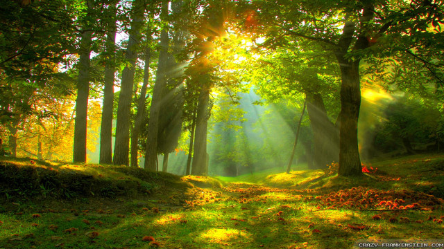 Sunbeam forest trees grass sunlight #3 free wallpaper for desktop - medium preview image