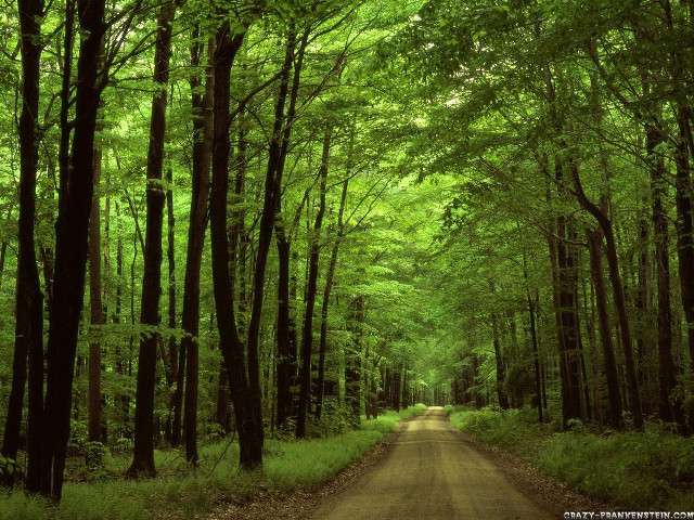 Dirt road forest trees center free wallpaper for desktop - medium preview image