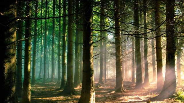 Forest trees bench sunlight nature free wallpaper for desktop - medium preview image