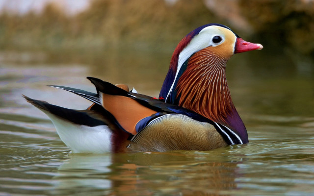Colorful duck swimming water background free wallpaper for desktop - medium preview image