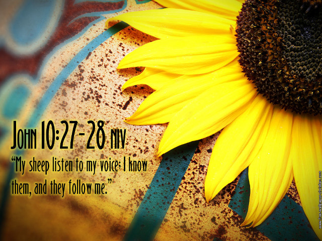 Sunflower bible verse background blue free wallpaper for desktop - medium preview image
