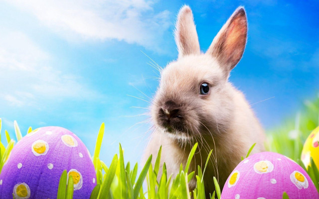 Rabbit sitting grass eggs blue free wallpaper for desktop - medium preview image
