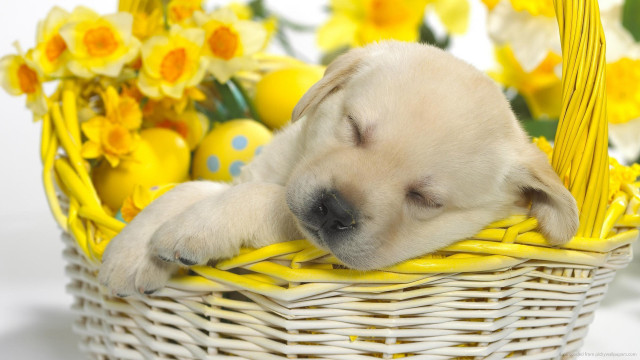 Puppy sleeping basket yellow flowers free wallpaper for desktop - medium preview image