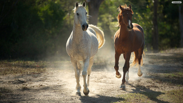 Two horses running dirt road free wallpaper for desktop - medium preview image