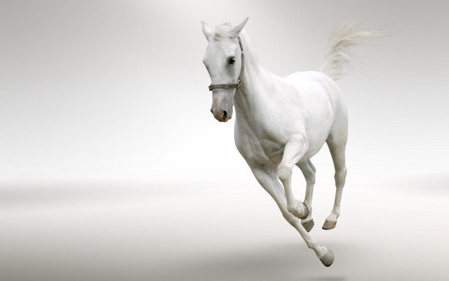 White horse running white background free wallpaper for desktop - medium preview image