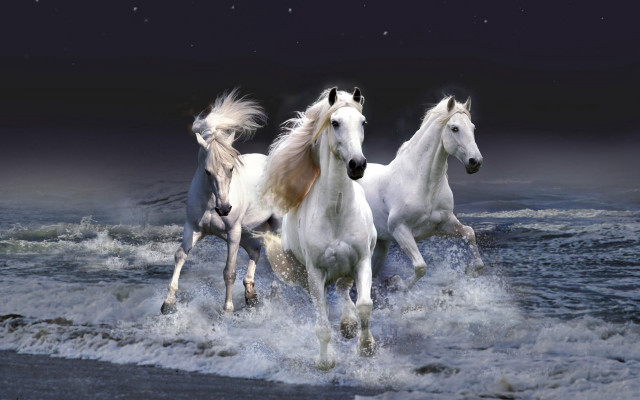 Three white horses running water #4 free wallpaper for desktop - medium preview image