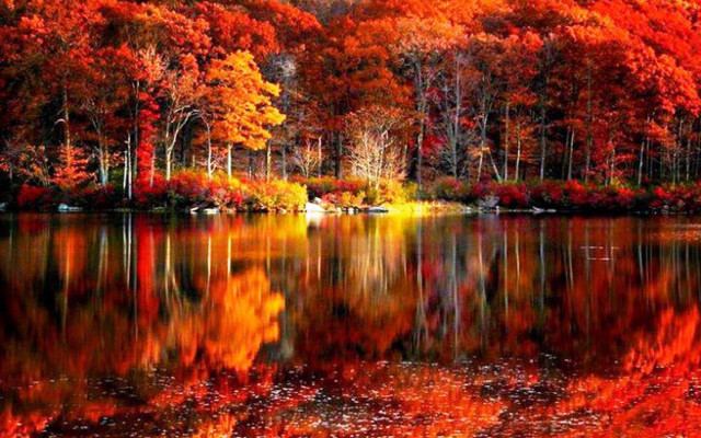 Lake trees red leaves autumn free wallpaper for desktop - medium preview image