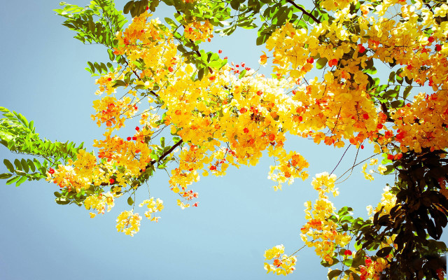 Tree yellow flowers green leaves free wallpaper for desktop - medium preview image