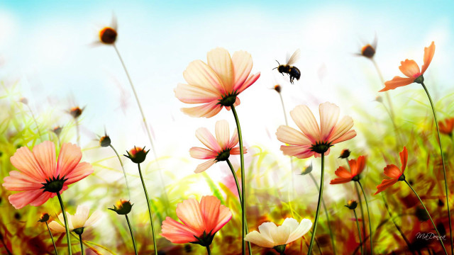 Field flowers bee flying blue free wallpaper for desktop - medium preview image