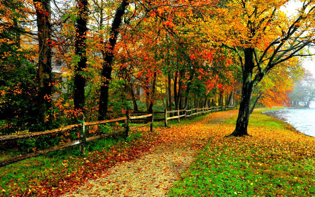 Wooded path trees leaves water free wallpaper for desktop - medium preview image