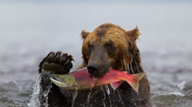 Bear holding fish mouth water free wallpaper for desktop - medium preview image