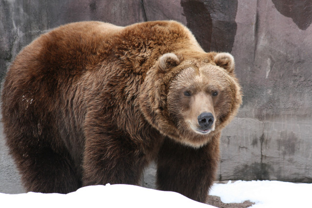 Brown bear snow rock wall free wallpaper for desktop - medium preview image