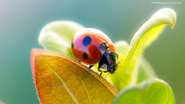Ladybug green leaf water droplets #2 free wallpaper for desktop - medium preview image