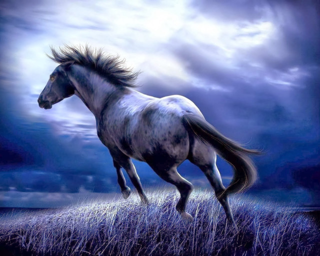 White horse running tall grass free wallpaper for desktop - medium preview image
