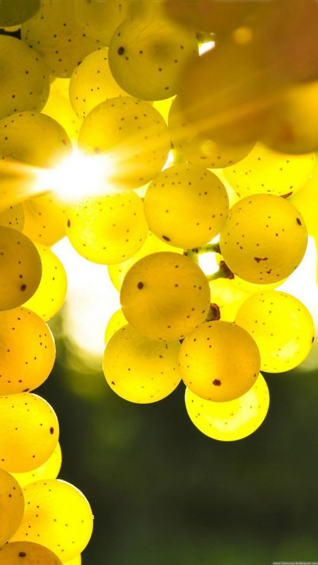 Grapes hanging tree sun shining free wallpaper for mobile - medium preview image