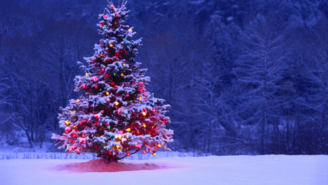 Christmas tree lit snow background free wallpaper for desktop - medium preview image